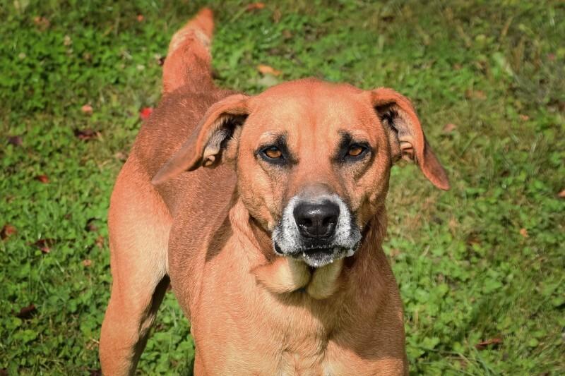Elias, Adoptable, Adult Male Black Mouth Cur & Mixed Breed.