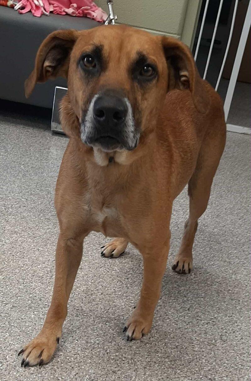 Elias, a Adoptable mixed breed in Georgetown, OH image 1/4