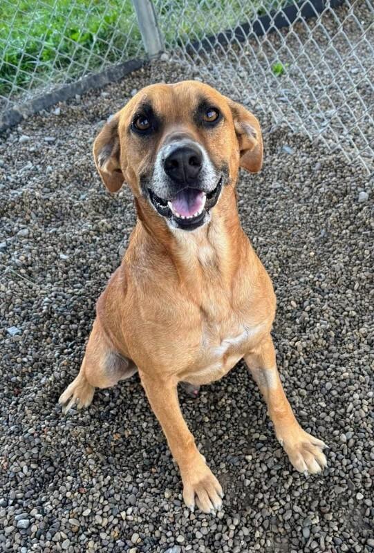 Elias, a Adoptable mixed breed in Georgetown, OH image 2/4