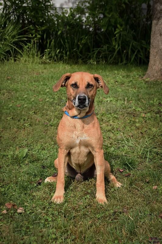 Elias, a Adoptable mixed breed in Georgetown, OH image 4/4