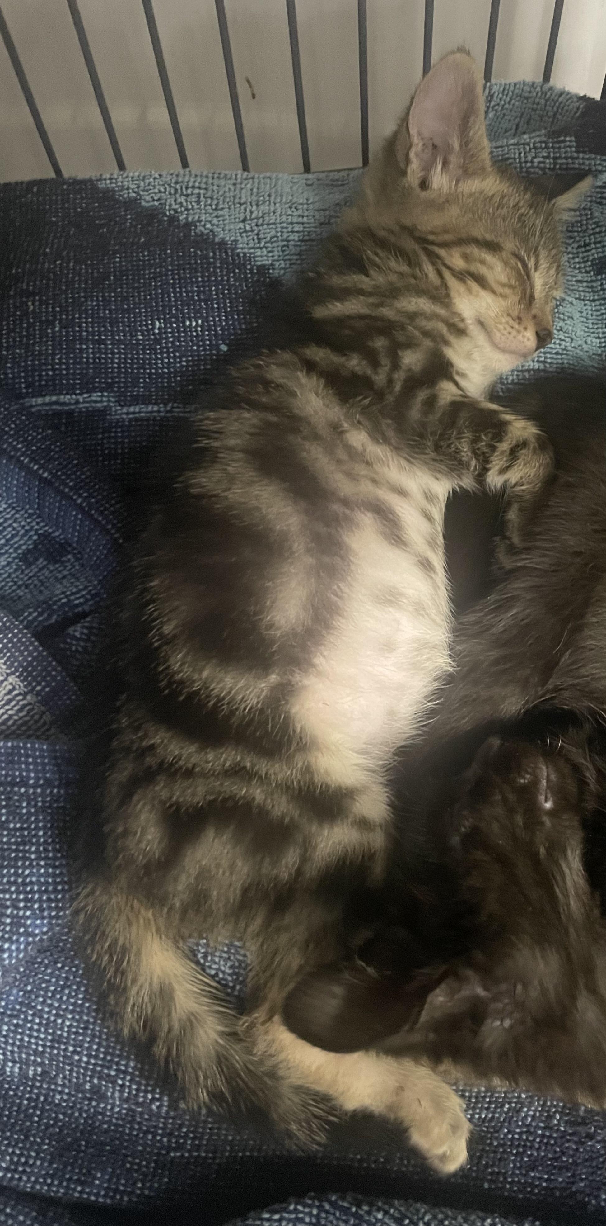 Husq, Adoptable, Kitten Male Domestic Short Hair.