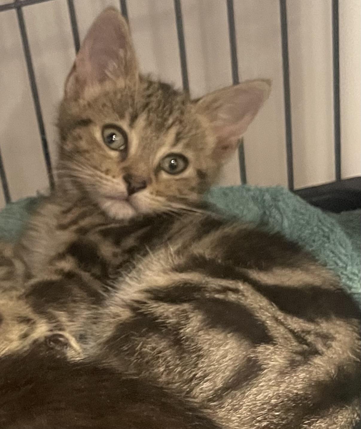 Enlarge Husq, a Adoptable Domestic Short Hair in Goodlettsville, TN image 2/3