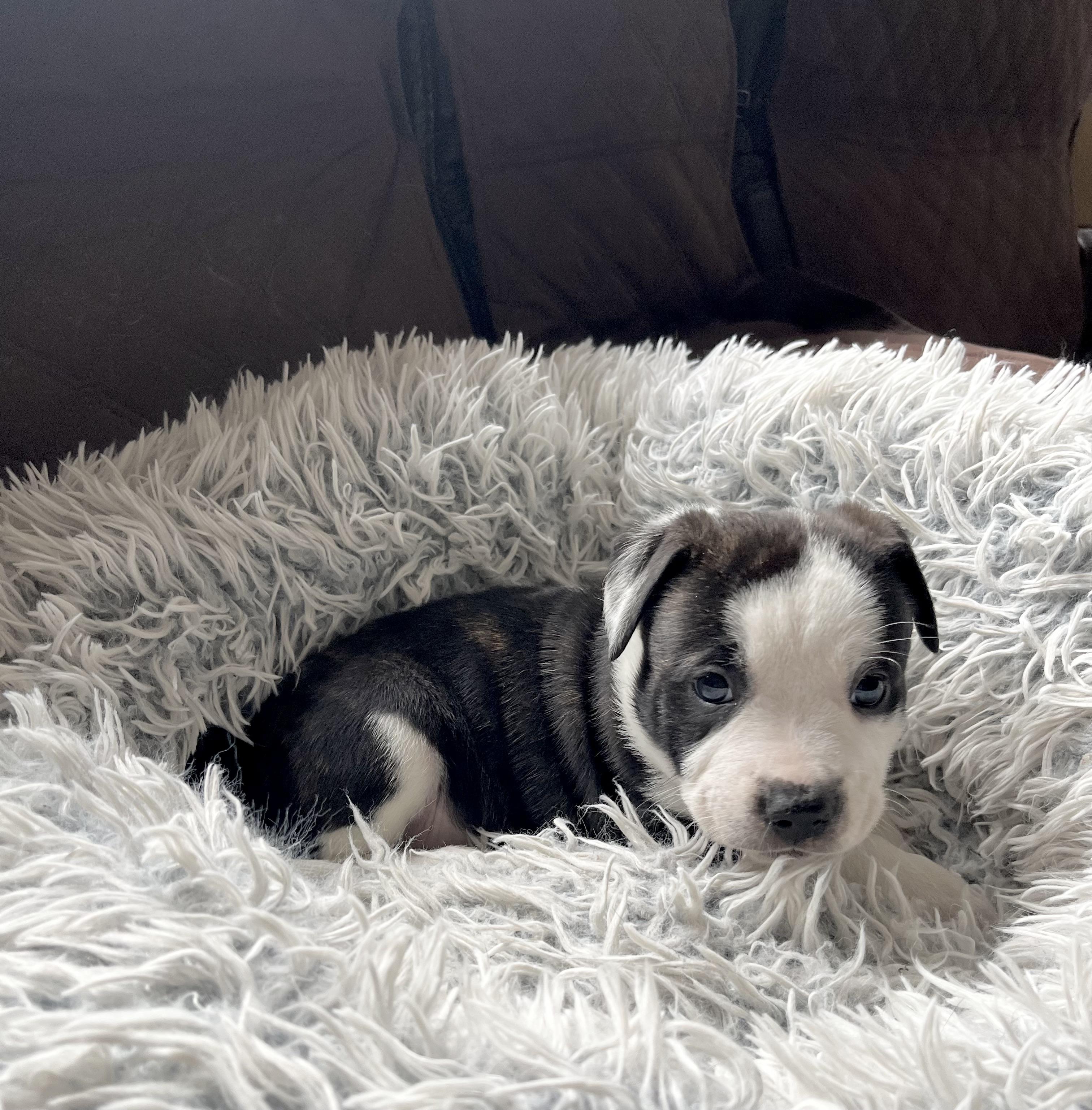 Enlarge Franklin, a Adoptable mixed breed in Huntingtown, MD image 5/6