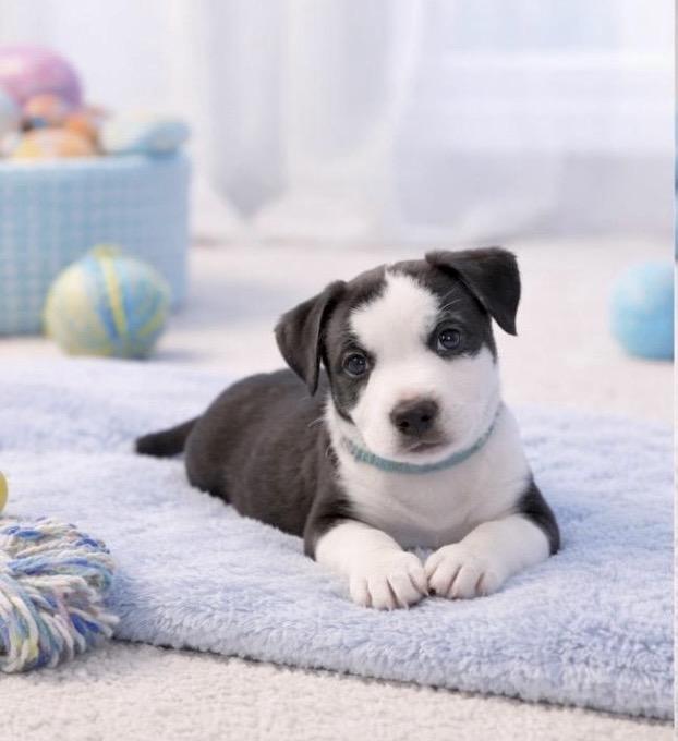 Franklin, Adoptable, Puppy Male American Staffordshire Terrier & Boxer.