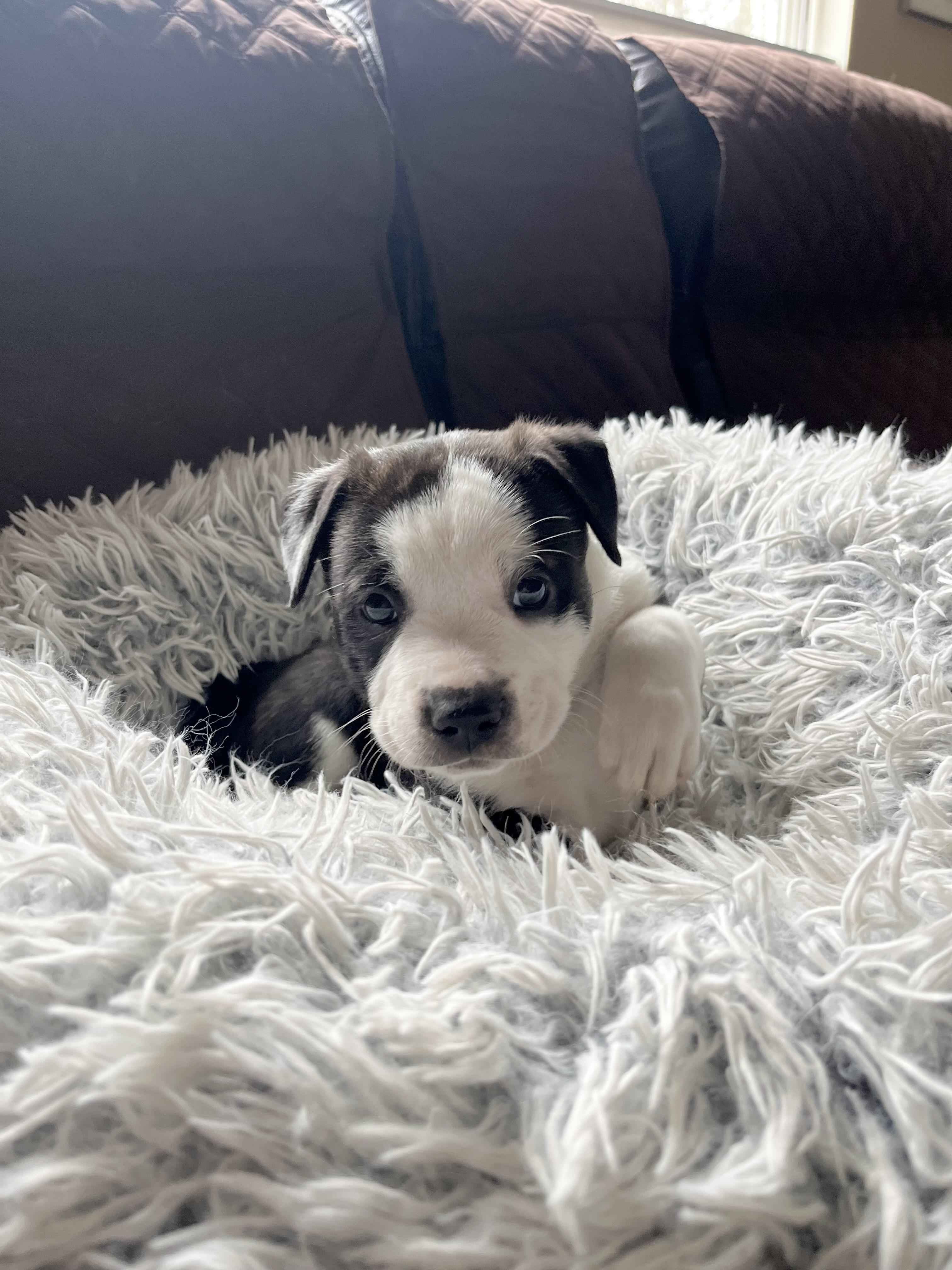 Enlarge Franklin, a Adoptable mixed breed in Huntingtown, MD image 4/6