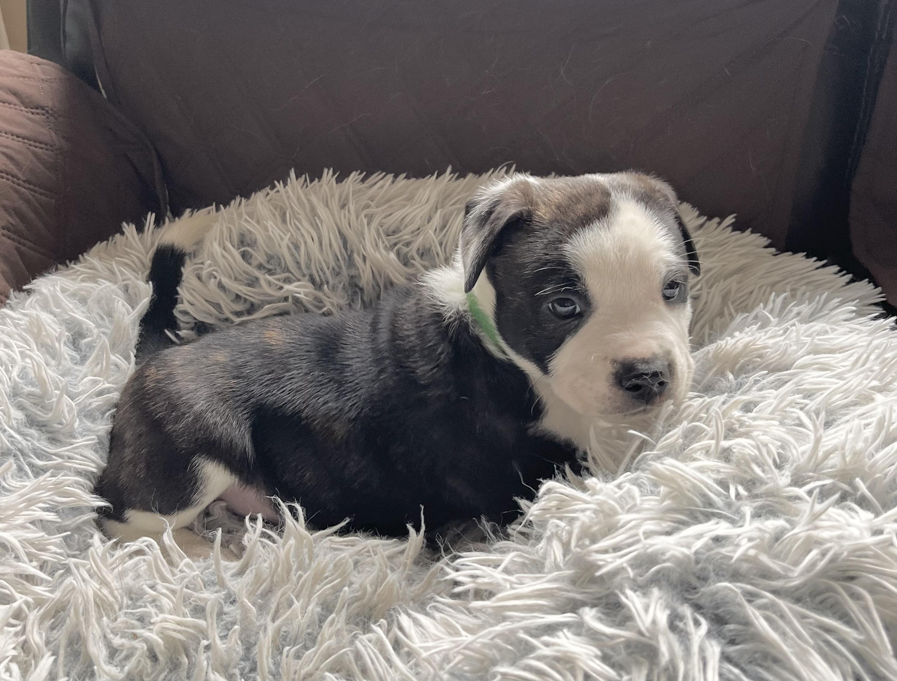 Enlarge Franklin, a Adoptable mixed breed in Huntingtown, MD image 3/6