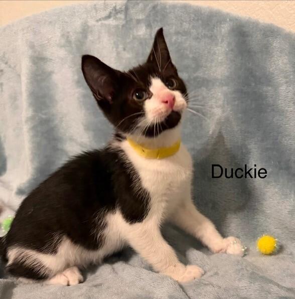 Duckie, Adopted, Kitten Male Domestic Short Hair.