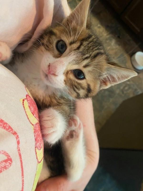 Lizzie, Adoptable, Kitten Female Domestic Short Hair.