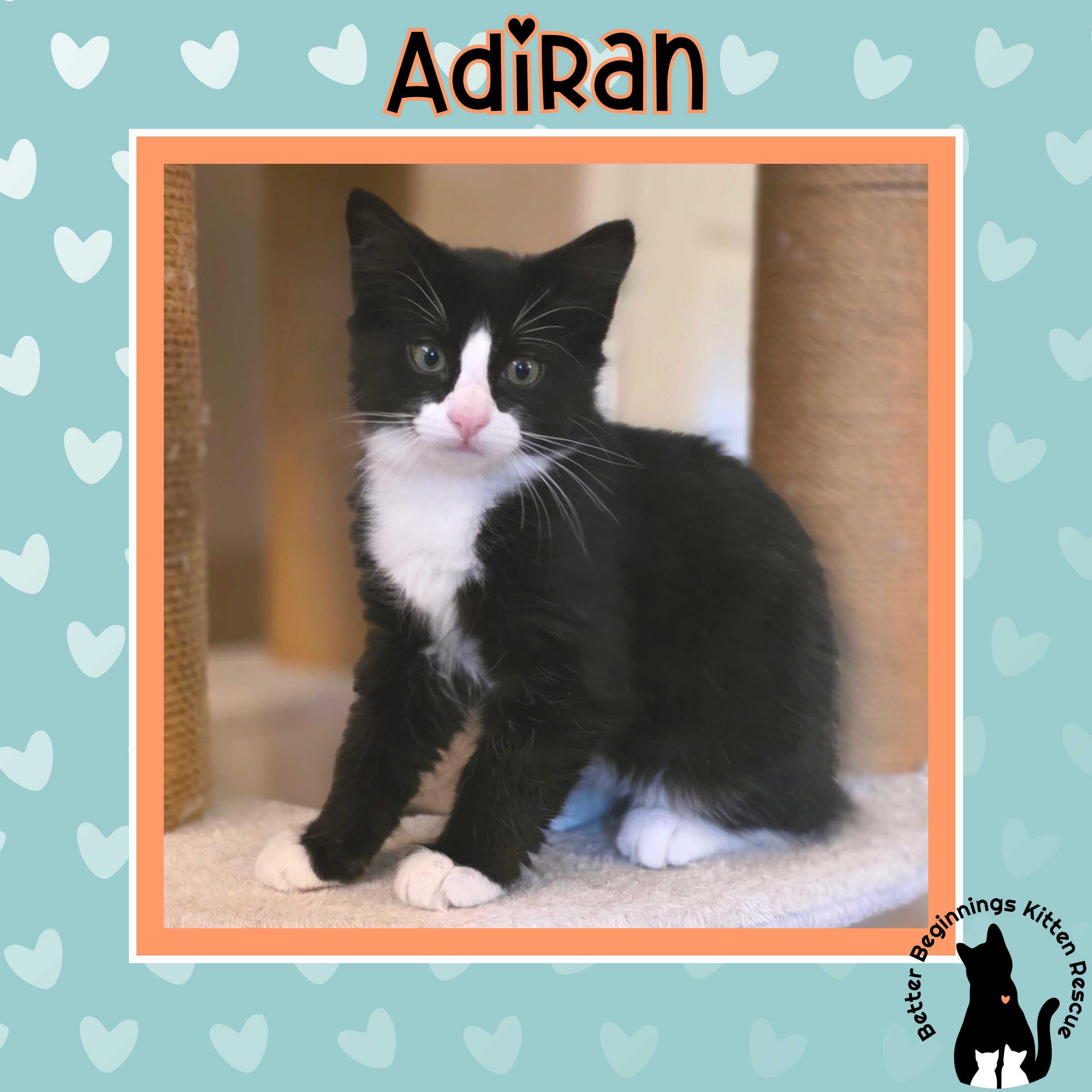 Adrian, a Adoptable mixed breed in Kamloops, BC image 3/6