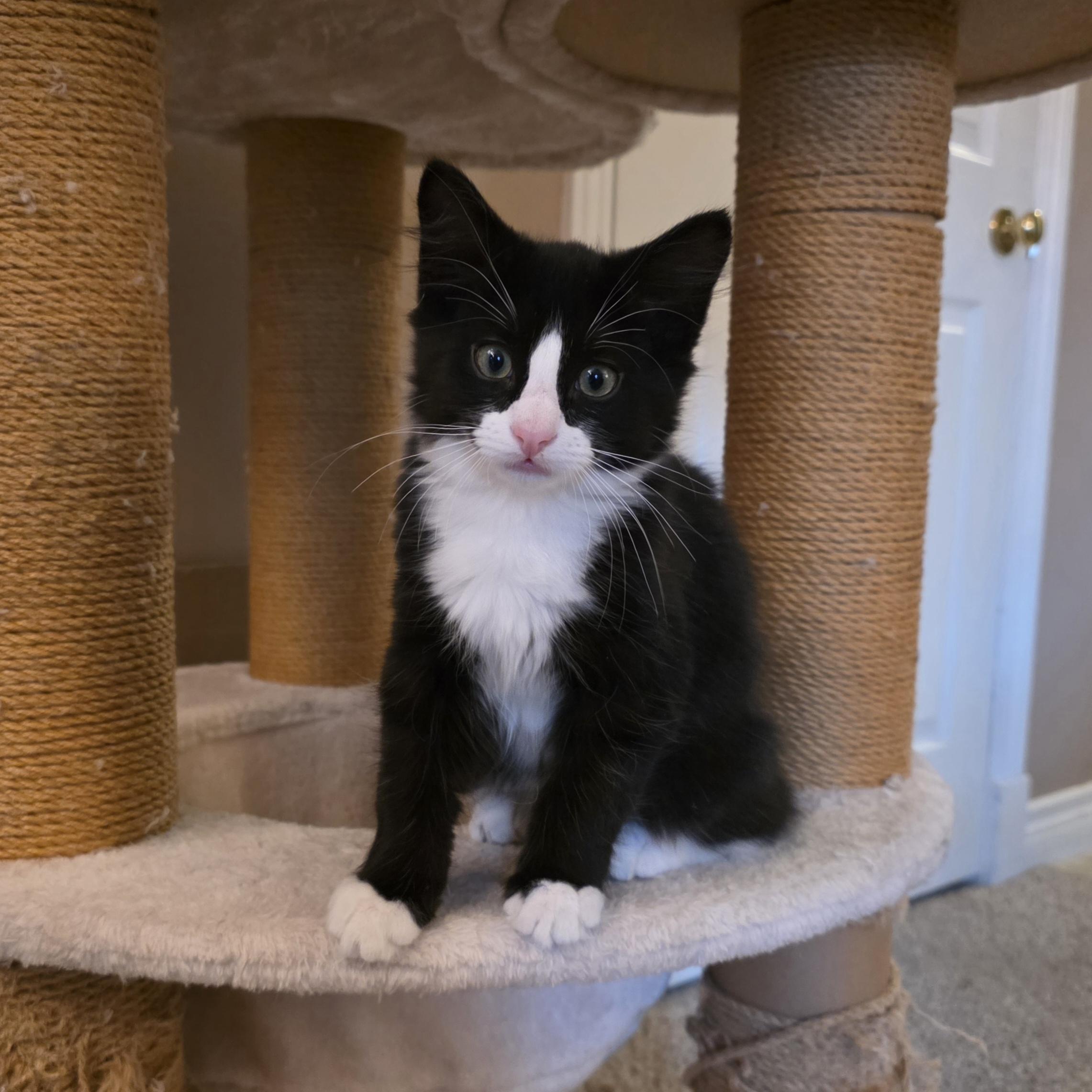 Adrian, a Adoptable mixed breed in Kamloops, BC image 4/6