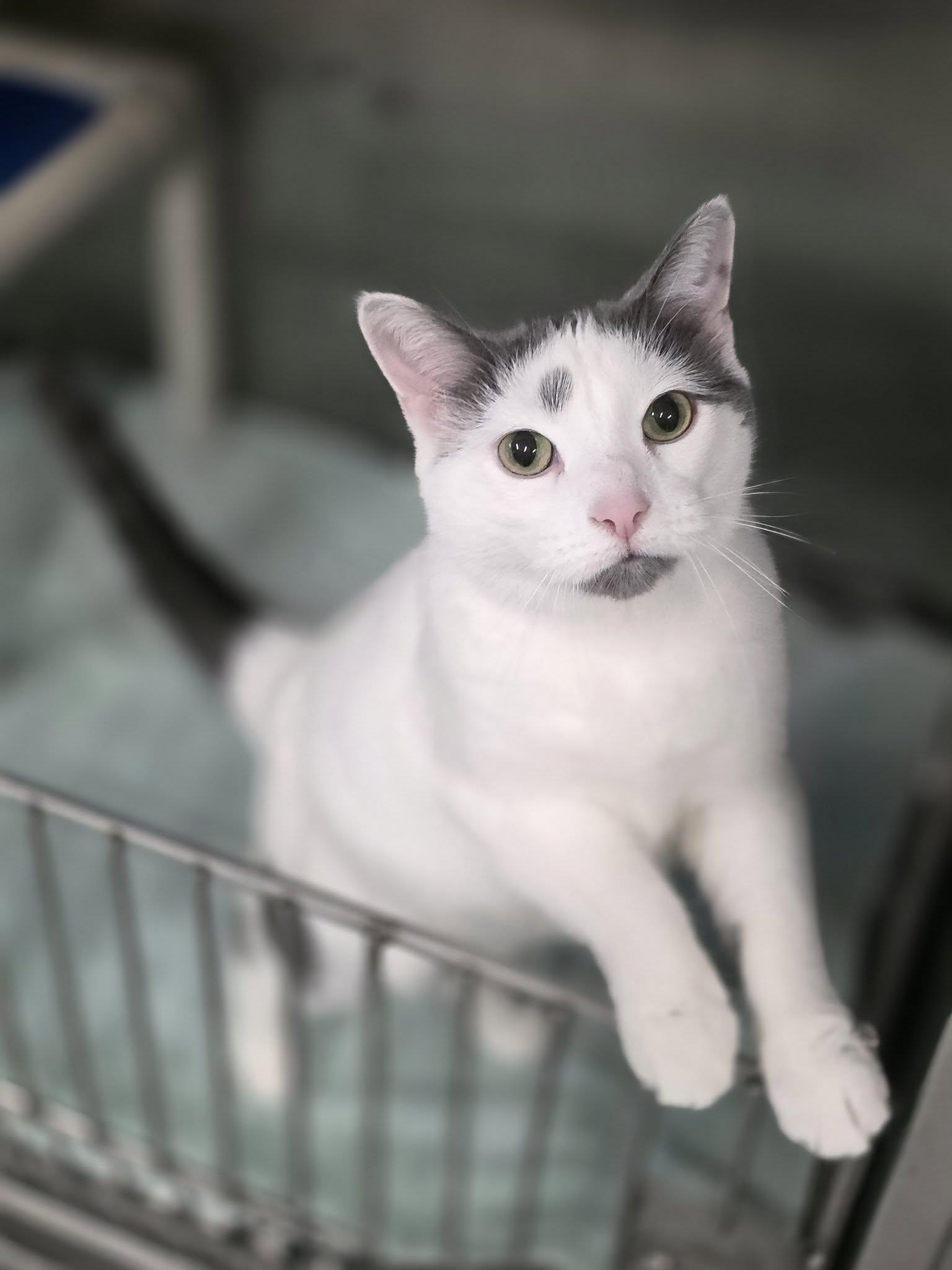 Penelope, adopted, Adult Female Domestic Short Hair.