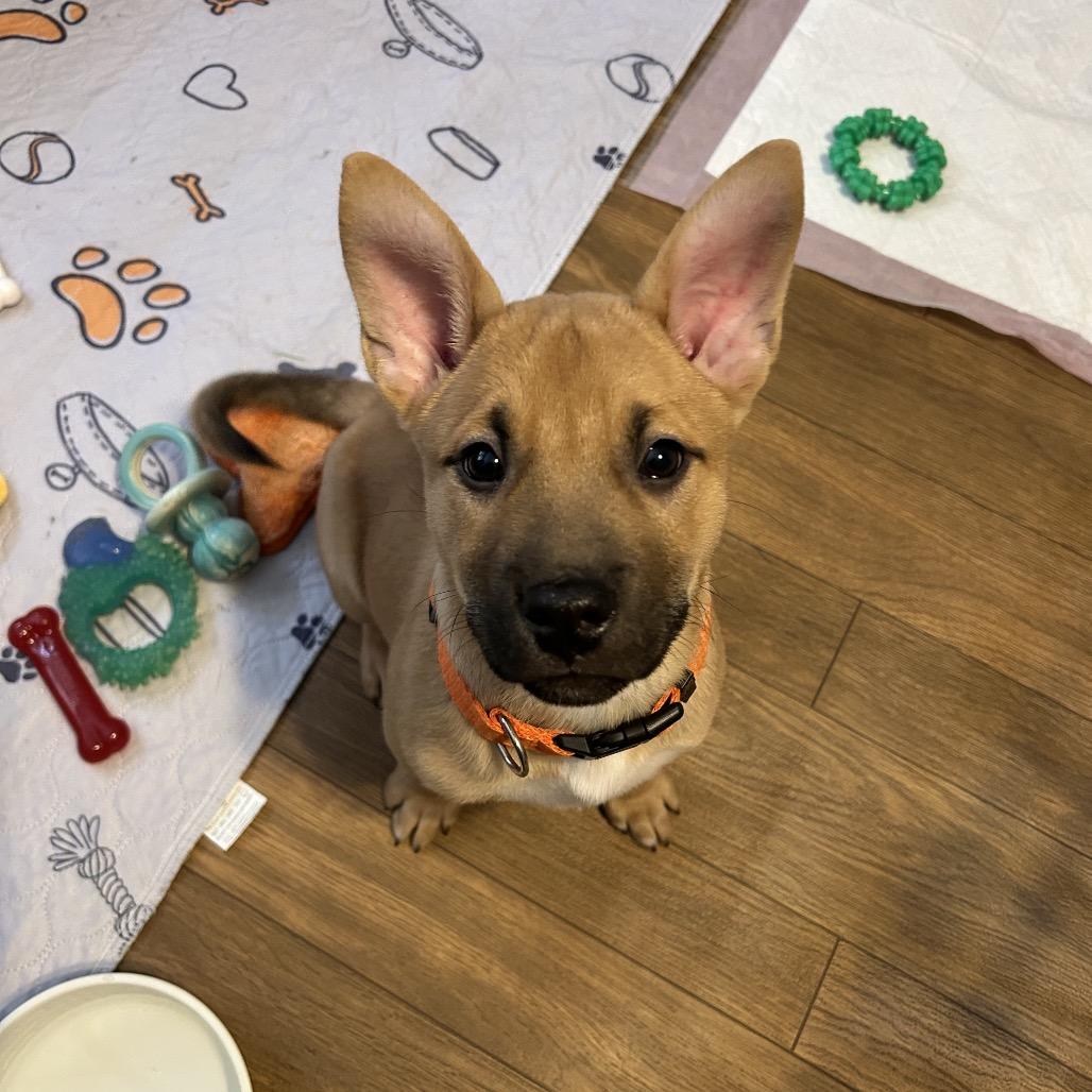 Enlarge Conrad, an adopted mixed breed in Medford, NY image 3/5