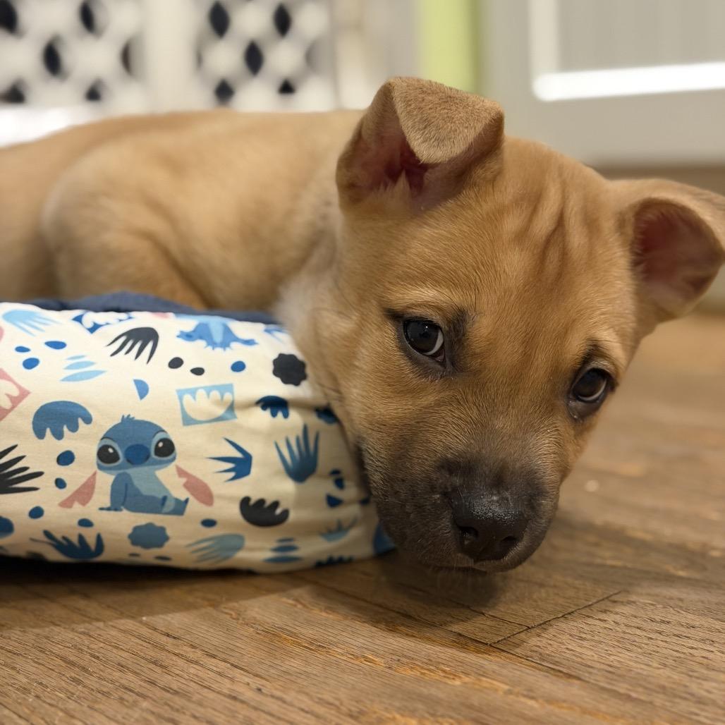Enlarge Conrad, an adopted mixed breed in Medford, NY image 5/5