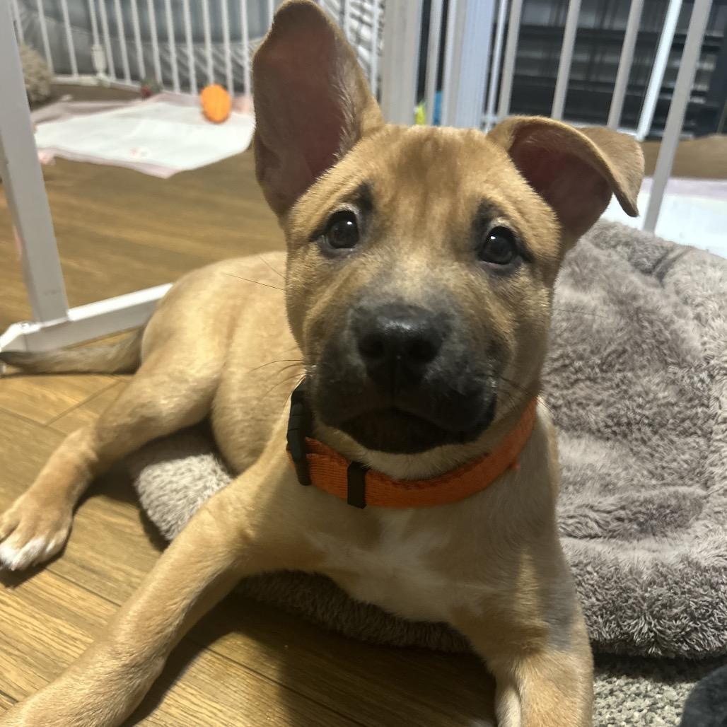 Enlarge Conrad, an adopted mixed breed in Medford, NY image 4/5