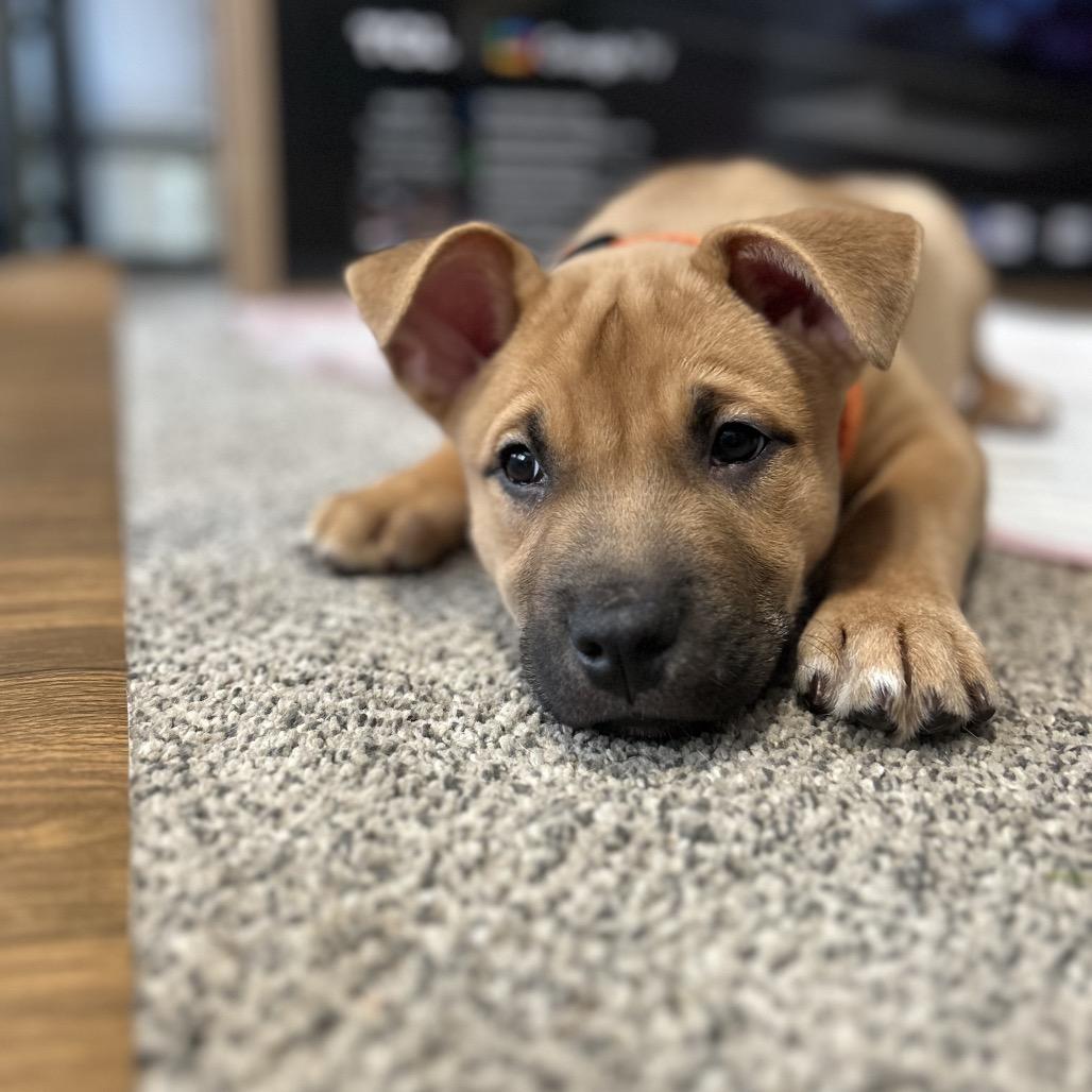 Enlarge Conrad, an adopted mixed breed in Medford, NY image 2/5