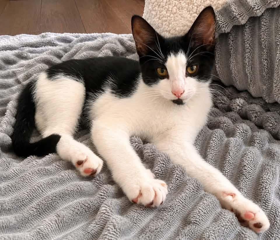 Enlarge Calla, an adopted Domestic Short Hair in Breinigsville, PA image 1/1