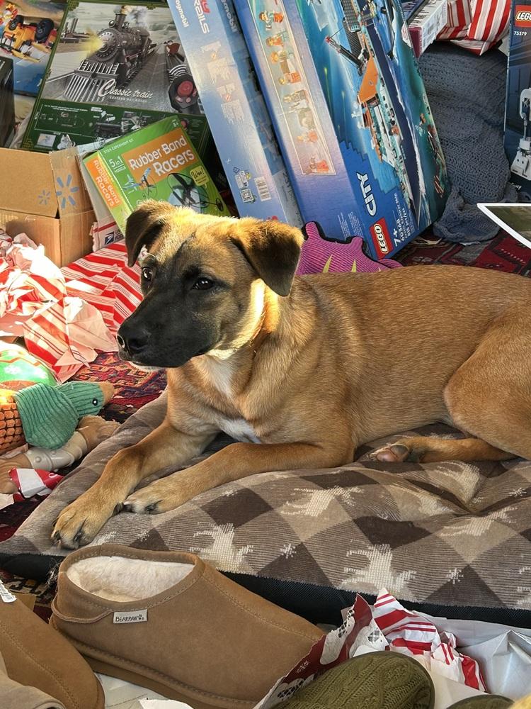 Enlarge Wayne, a Adoptable mixed breed in Washington, DC image 1/6