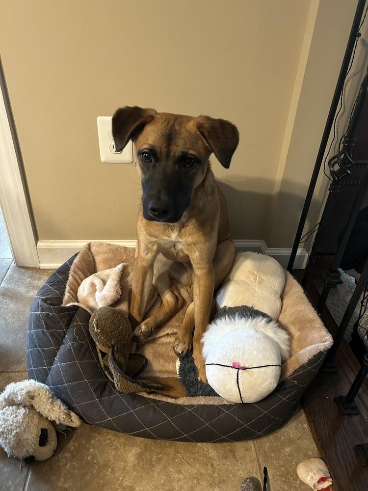 Enlarge Wayne, a Adoptable mixed breed in Washington, DC image 2/6