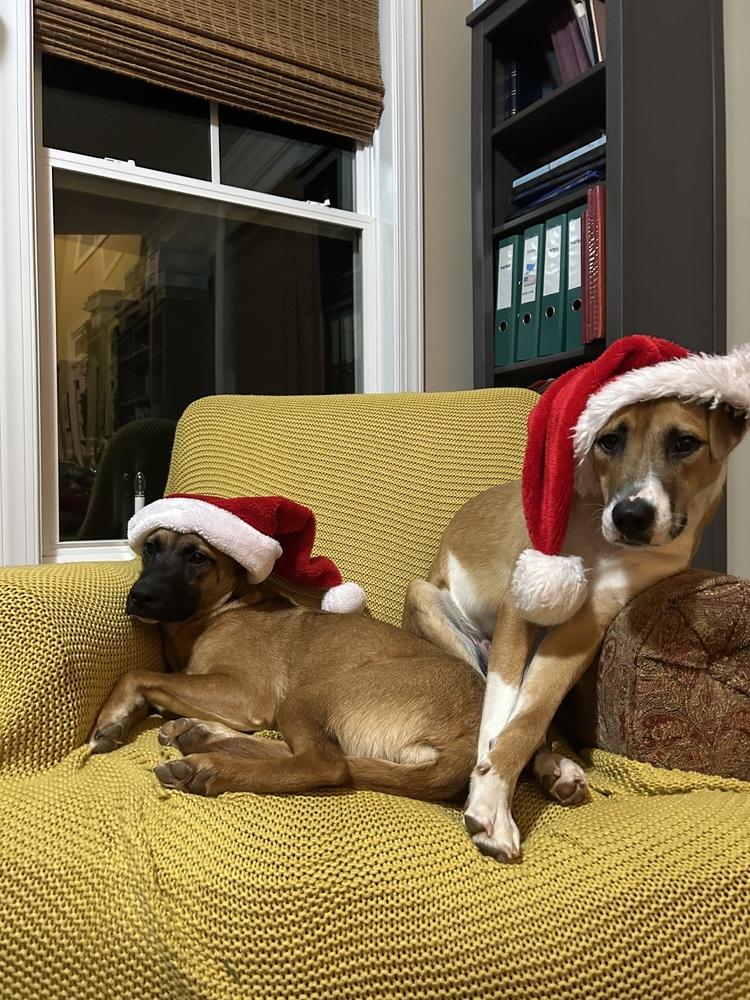 Enlarge Wayne, a Adoptable mixed breed in Washington, DC image 4/6