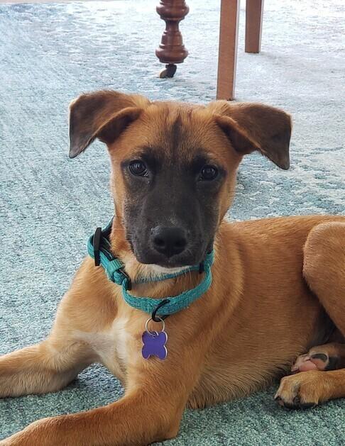 Enlarge Wayne, a Adoptable mixed breed in Washington, DC image 5/6