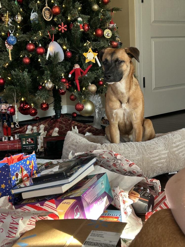 Enlarge Wayne, a Adoptable mixed breed in Washington, DC image 6/6