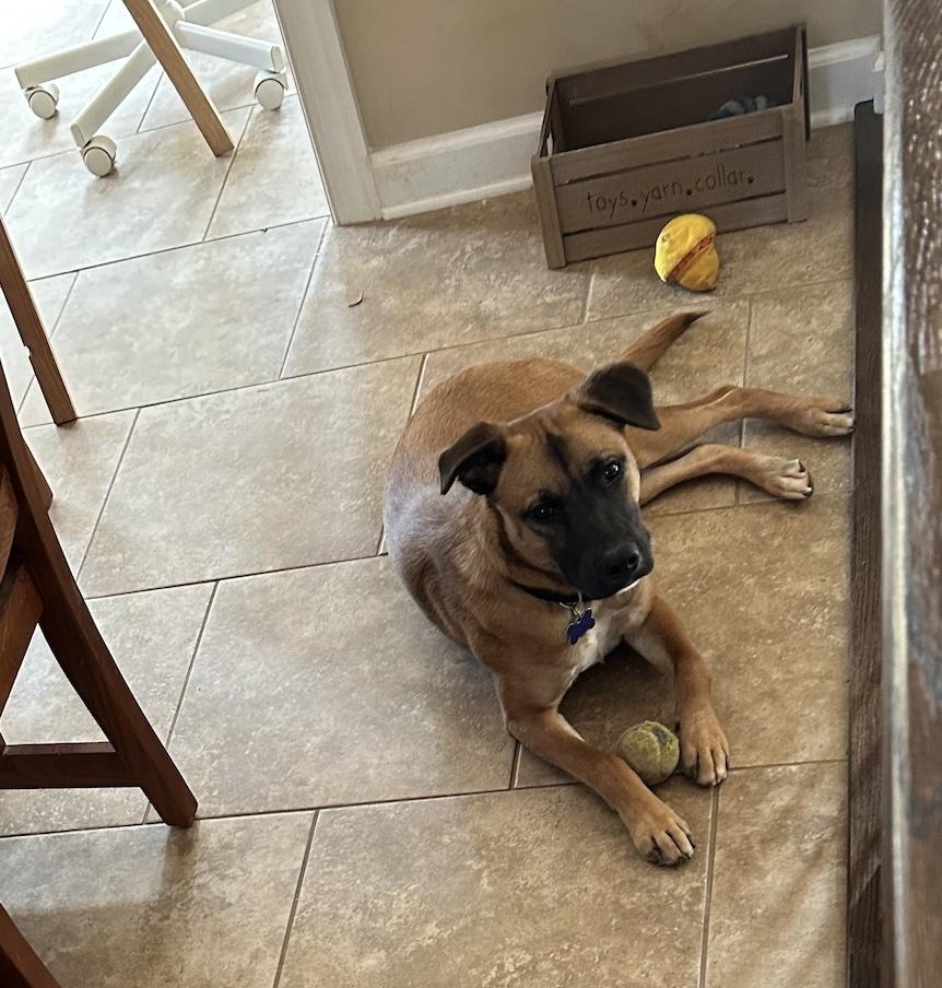 Enlarge Wayne, a Adoptable mixed breed in Washington, DC image 6/6