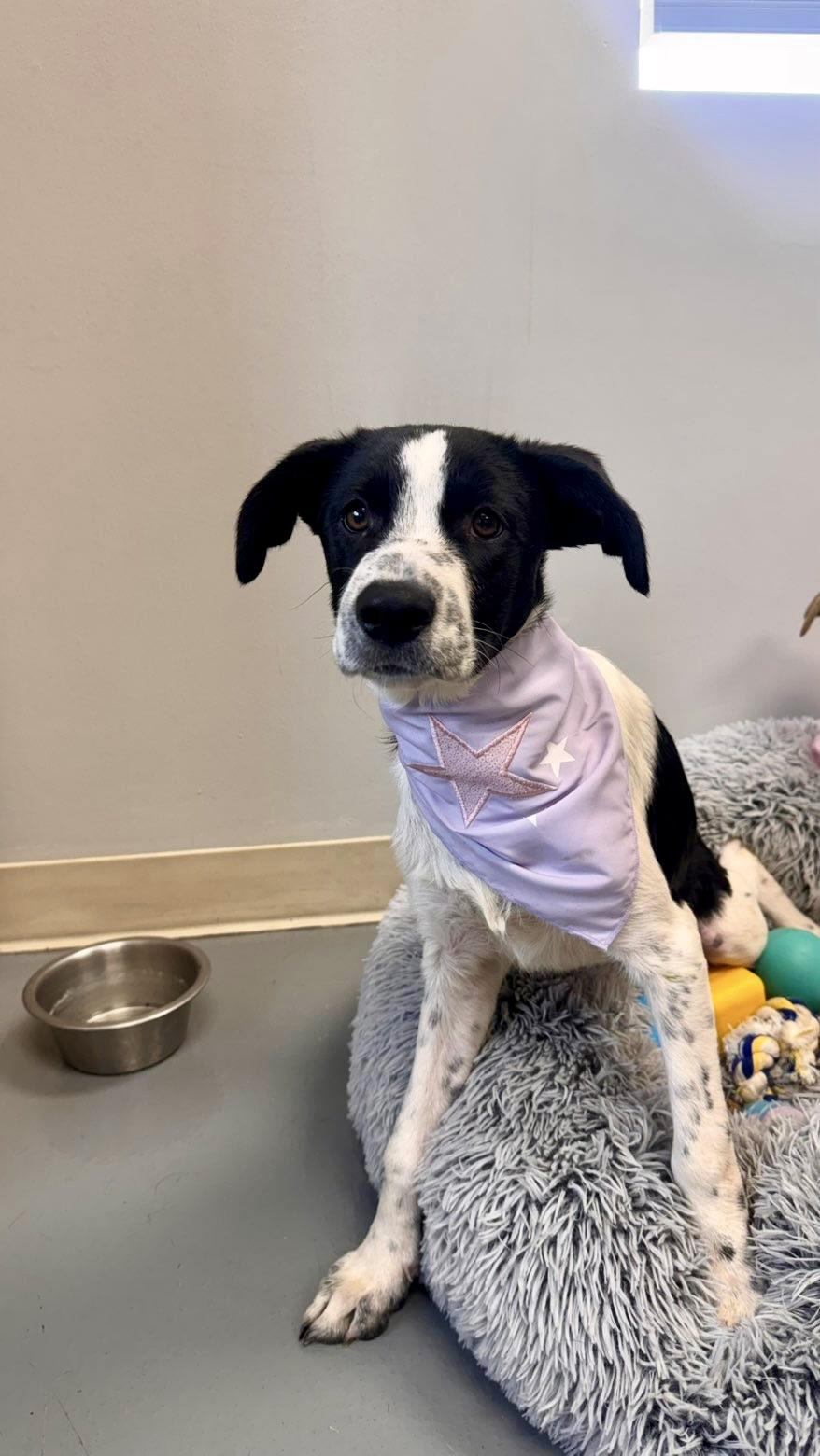 Enlarge Agnes, a Adoptable mixed breed in Zimmerman, MN image 3/4