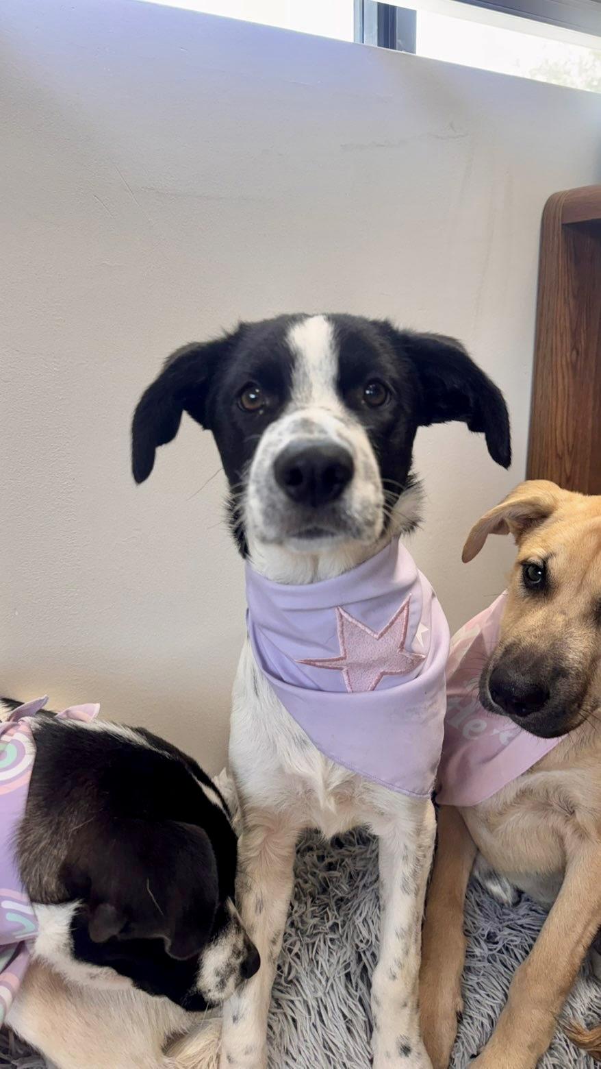 Agnes, Adoptable, Puppy Female Hound.