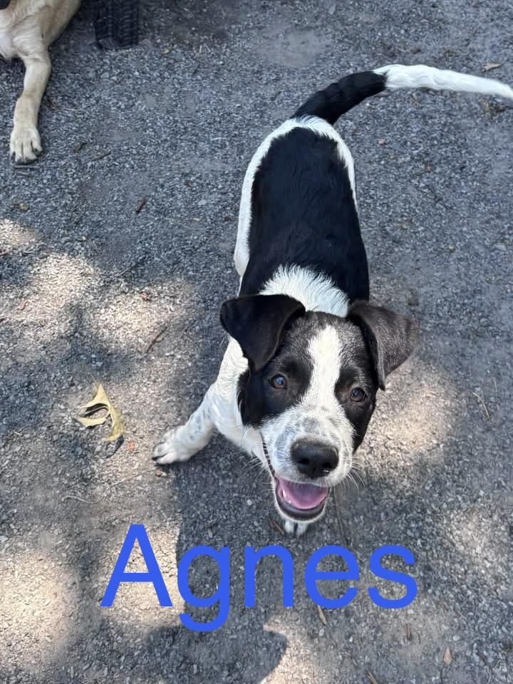 Enlarge Agnes, a Adoptable mixed breed in Zimmerman, MN image 4/4