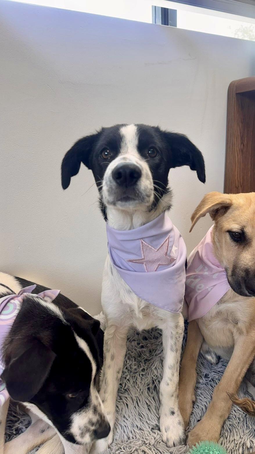 Enlarge Agnes, a Adoptable mixed breed in Zimmerman, MN image 2/4