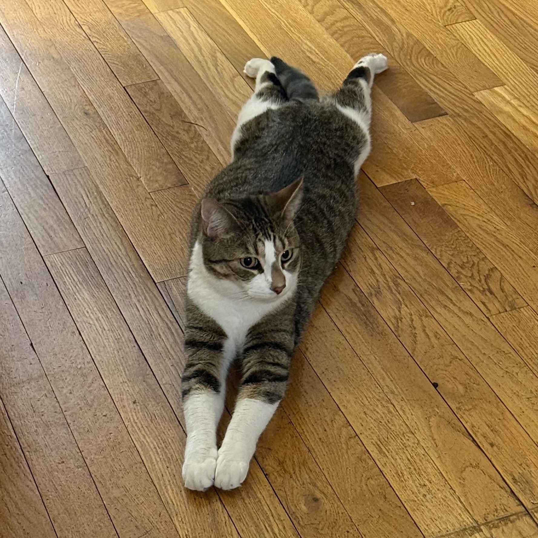 Posing Poster, a Adoptable Domestic Short Hair in Berkeley Heights, NJ image 1/4