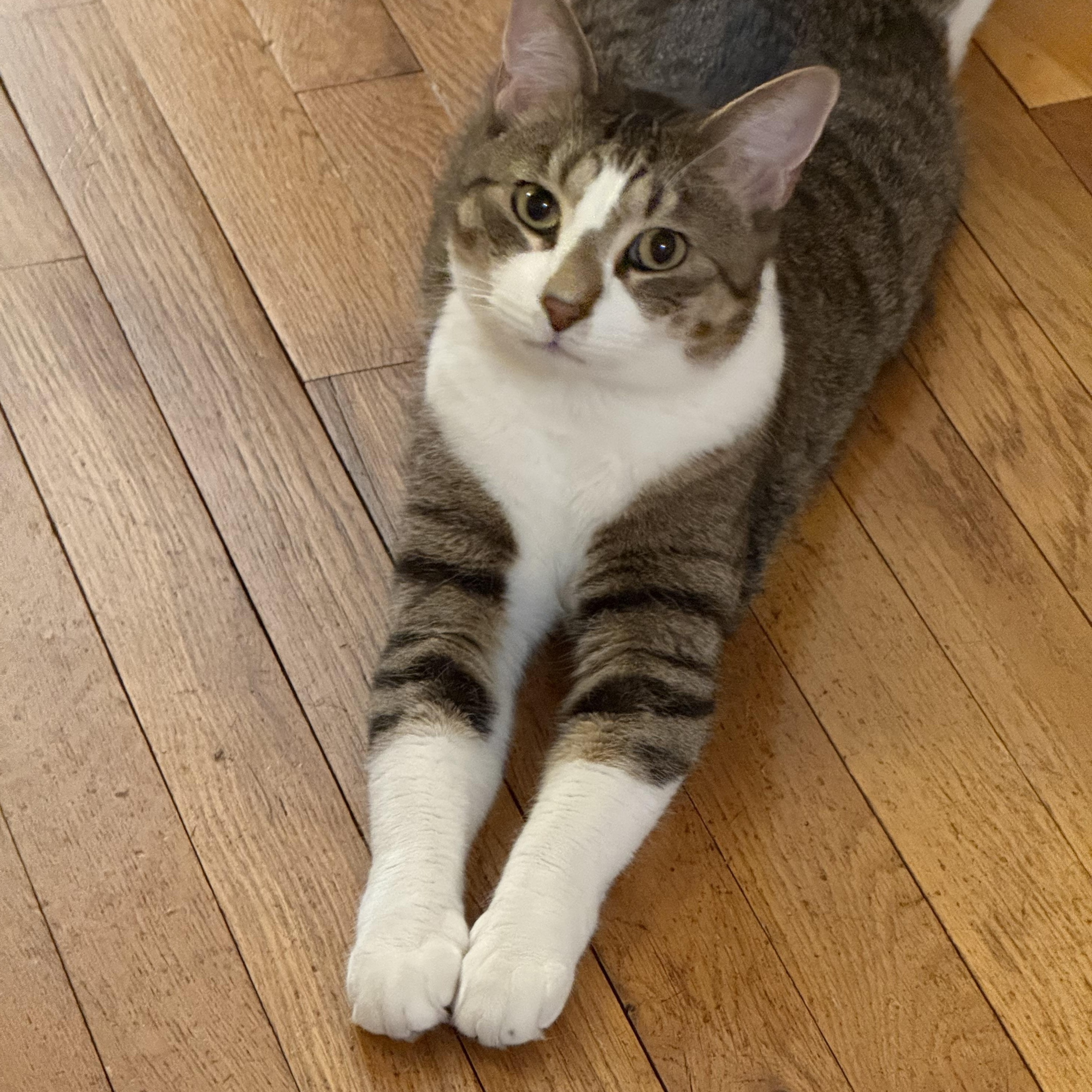 Posing Poster, a Adoptable Domestic Short Hair in Berkeley Heights, NJ image 2/4