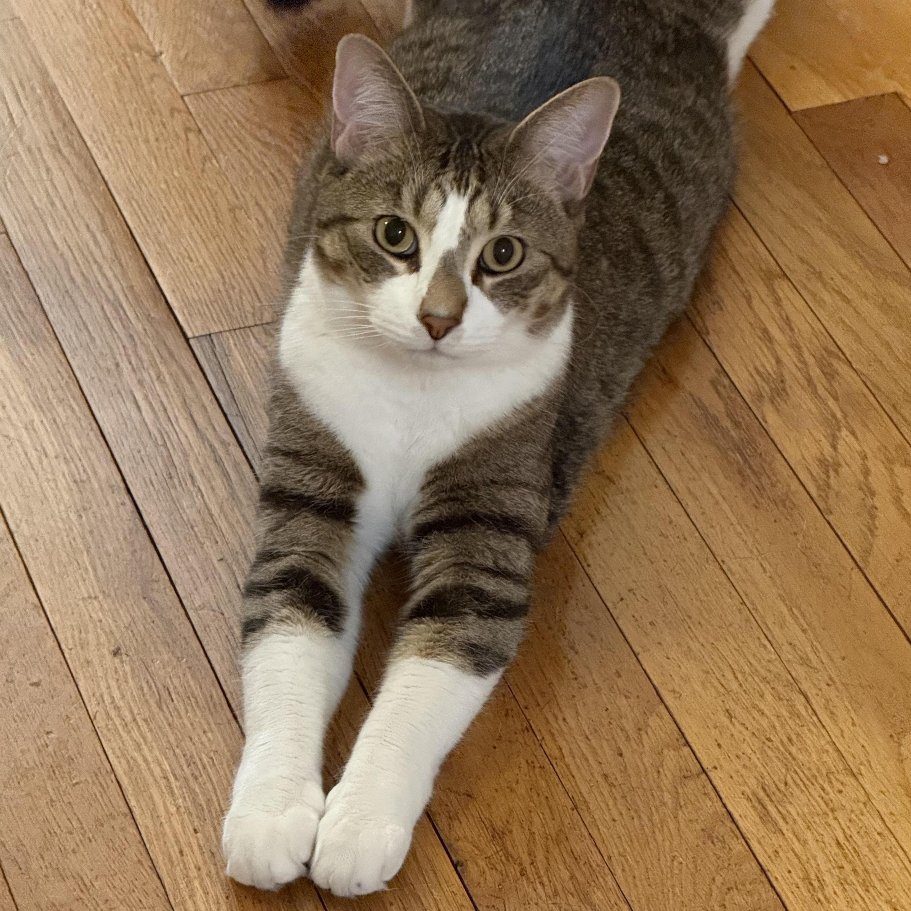 Posing Poster, a Adoptable Domestic Short Hair in Berkeley Heights, NJ image 3/4