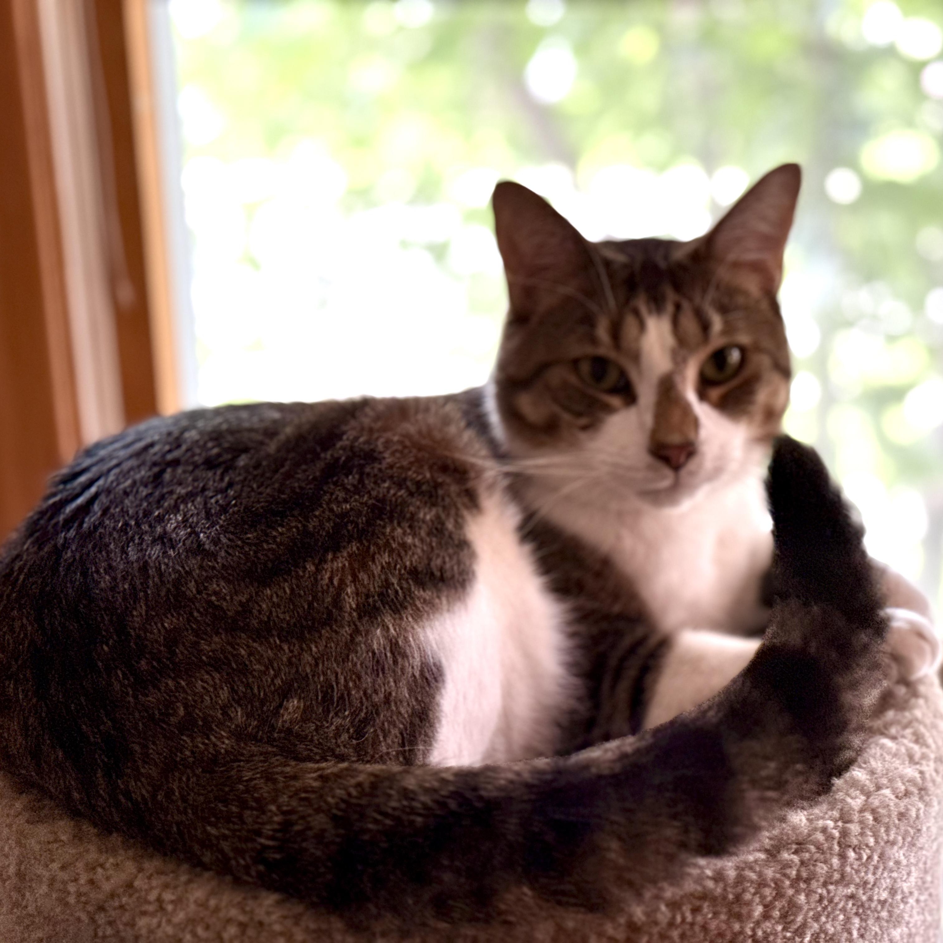 Posing Poster, a Adoptable Domestic Short Hair in Berkeley Heights, NJ image 4/4