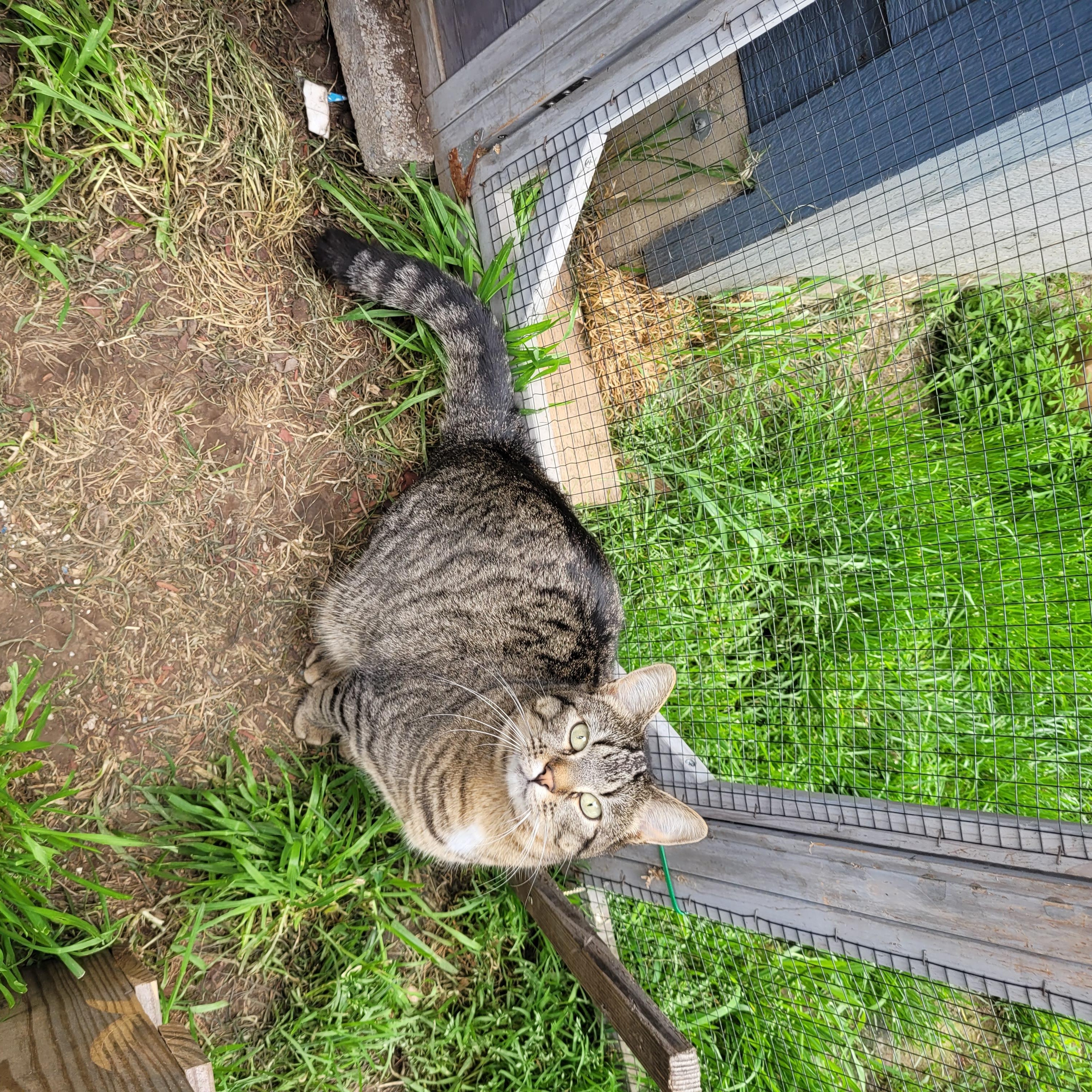 Enlarge Lollipop , a ADOPTABLE mixed breed in Pendleton, OR image 5/5