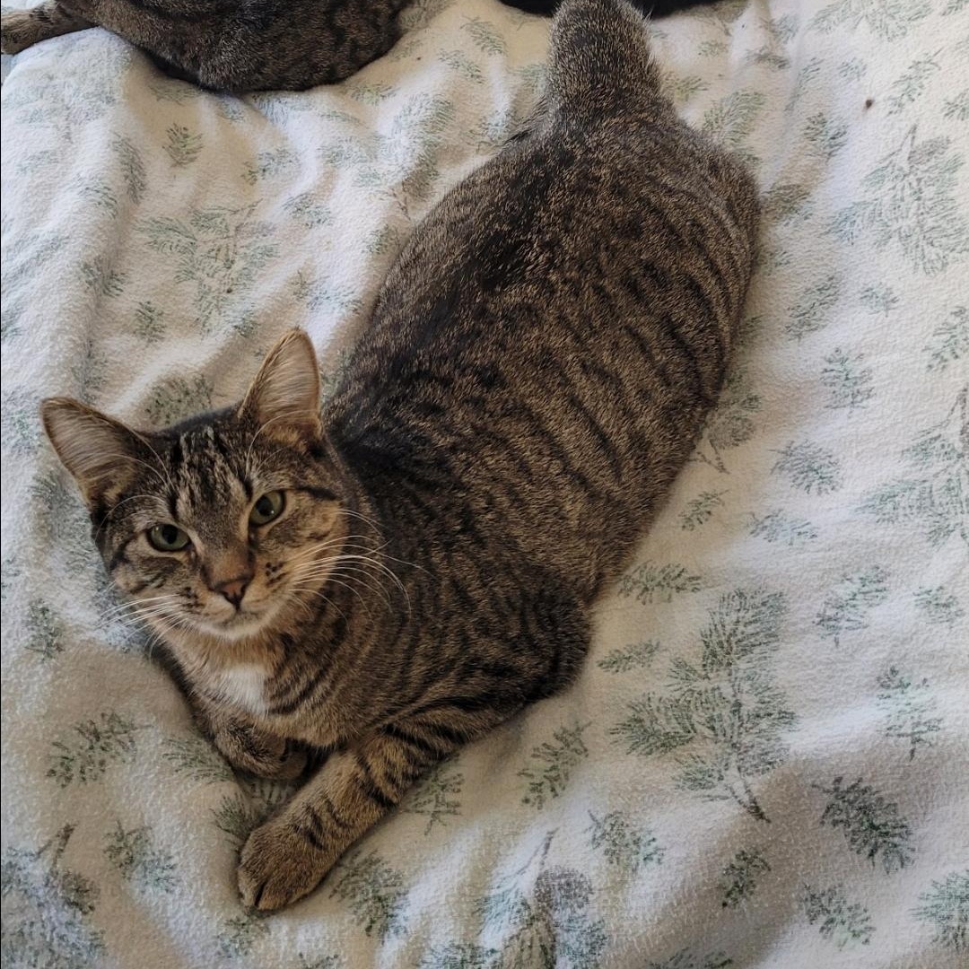 Lollipop , ADOPTABLE, Adult Female Domestic Short Hair.