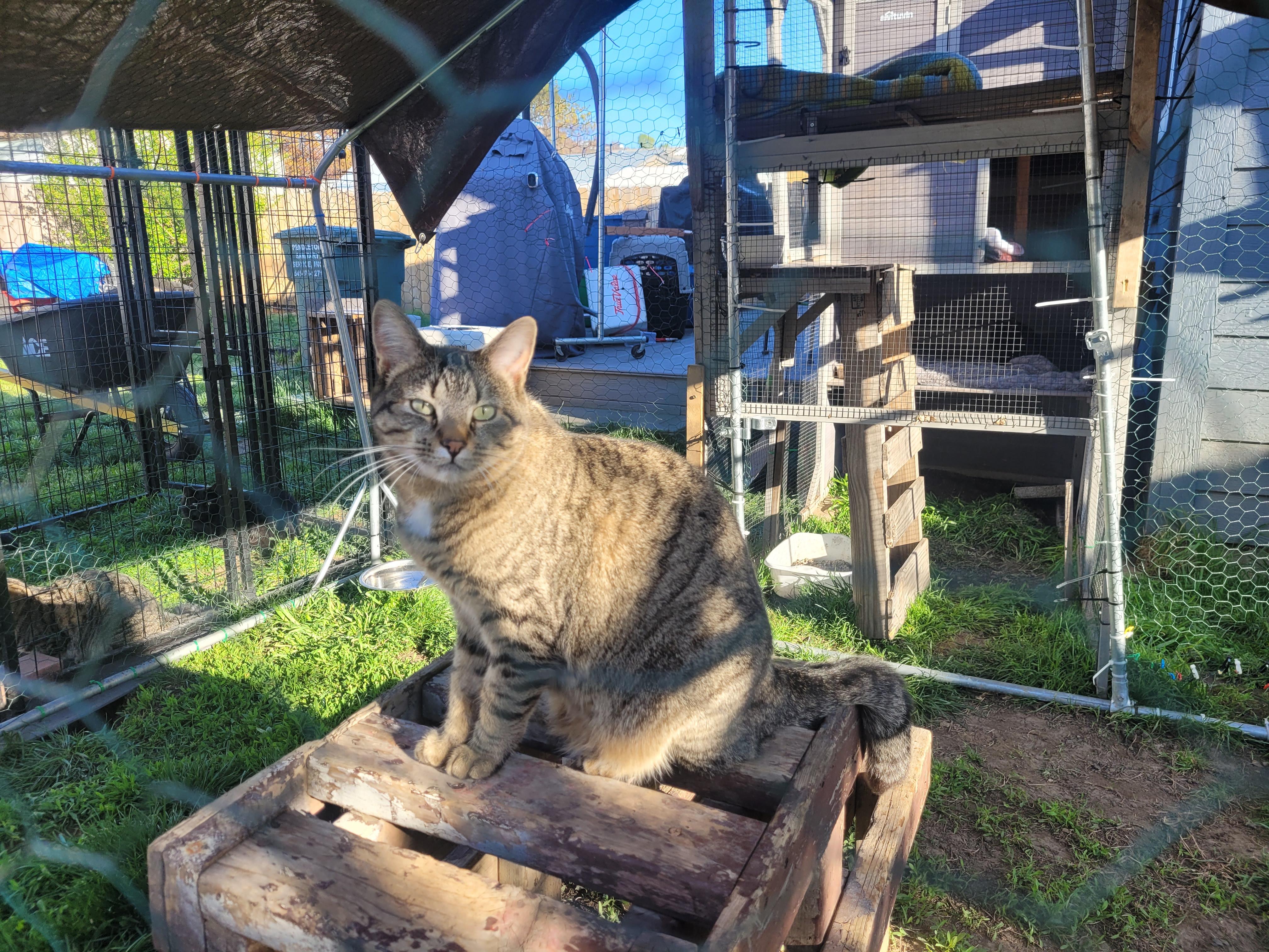 Enlarge Lollipop , a ADOPTABLE mixed breed in Pendleton, OR image 3/5