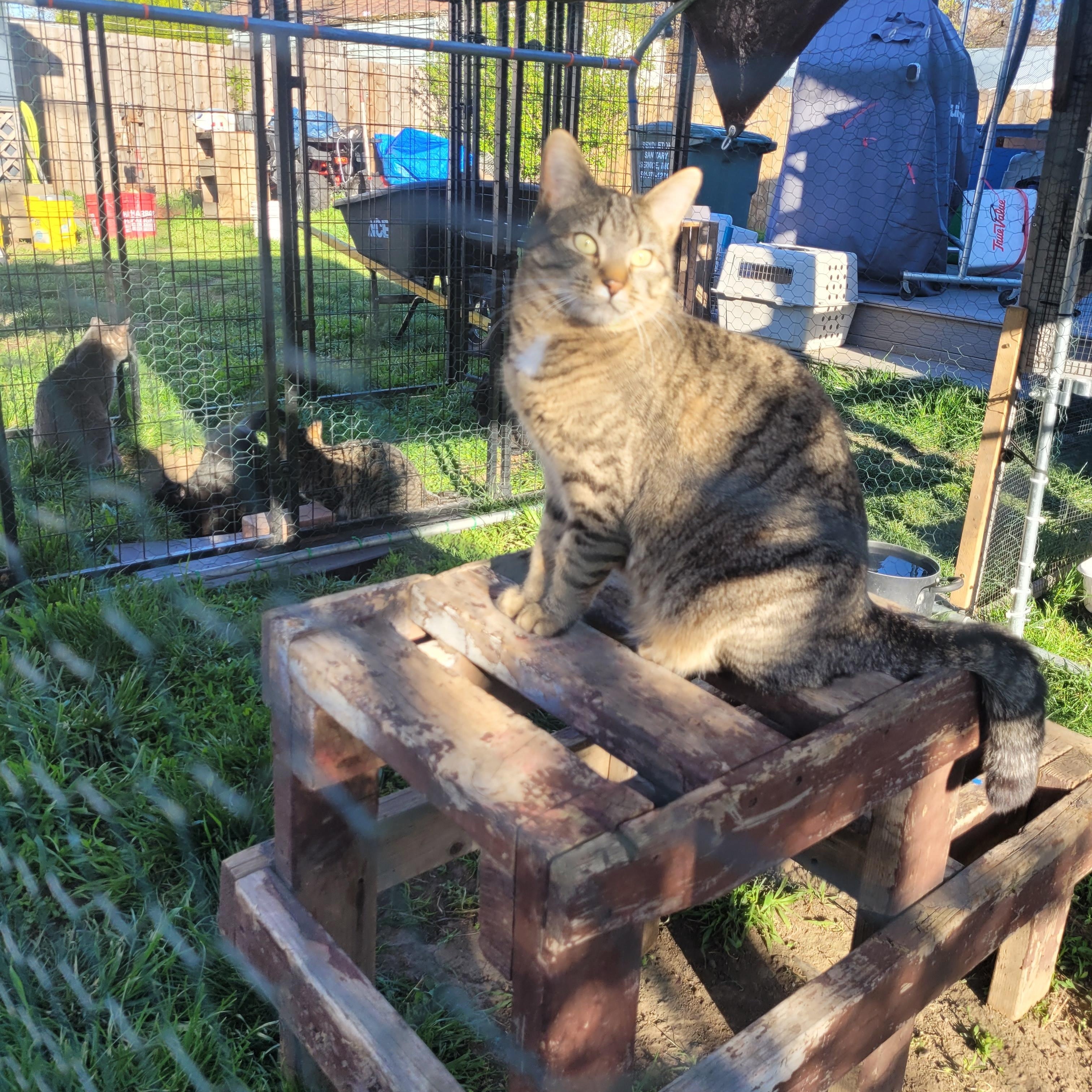 Enlarge Lollipop , a ADOPTABLE mixed breed in Pendleton, OR image 4/5