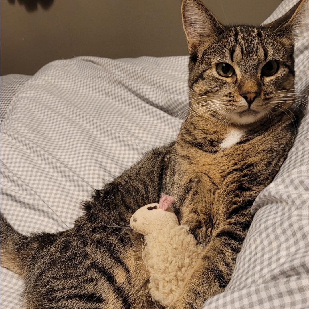 Enlarge Lollipop , a ADOPTABLE mixed breed in Pendleton, OR image 2/5