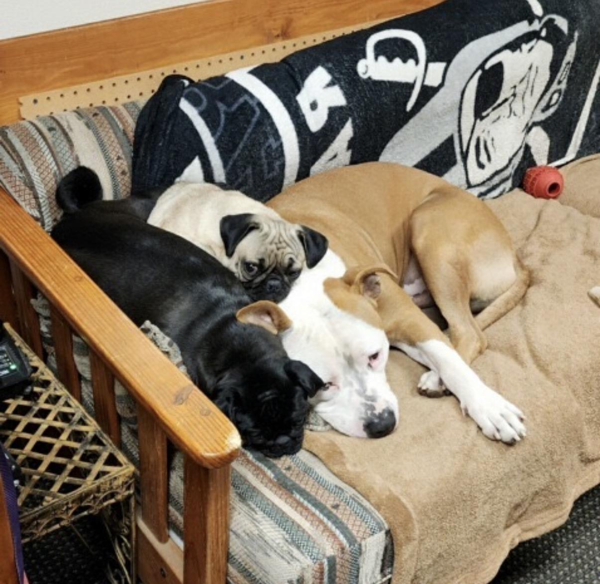 Buddy & Friends thumbnail 4