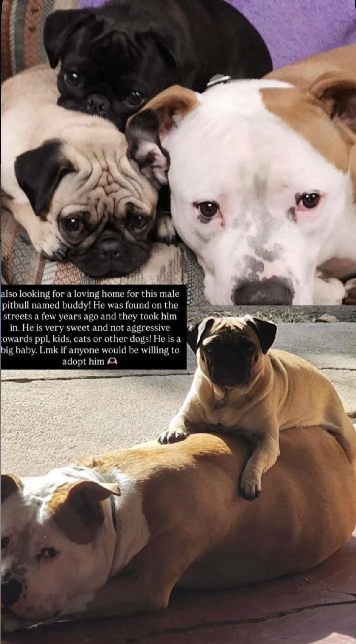 Buddy & Friends thumbnail 2