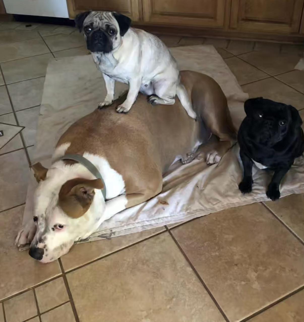 Buddy & Friends thumbnail 3