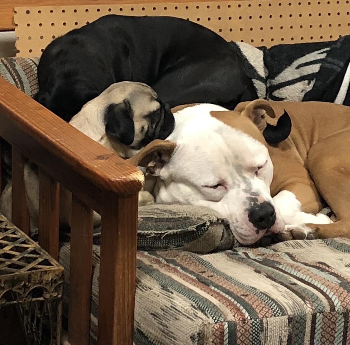 Buddy & Friends thumbnail 5