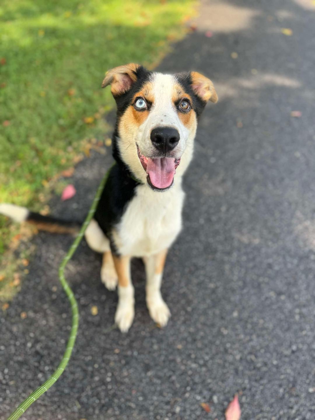 Brixton, Adoptable, Adult Male Cattle Dog.