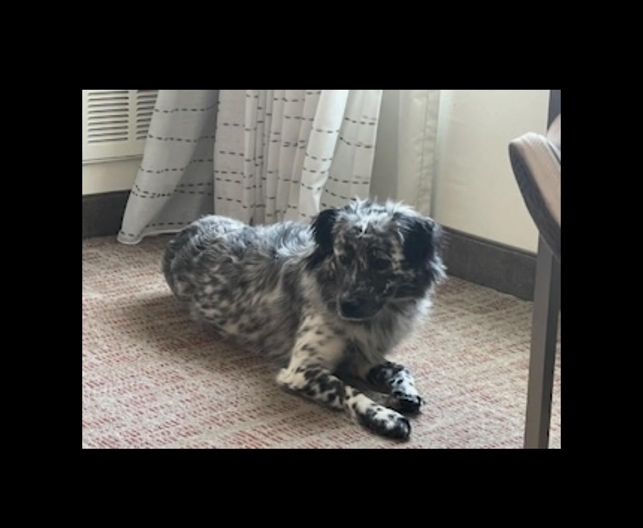 Toudou., a Adoptable mixed breed in Overland Park, KS image 2/5