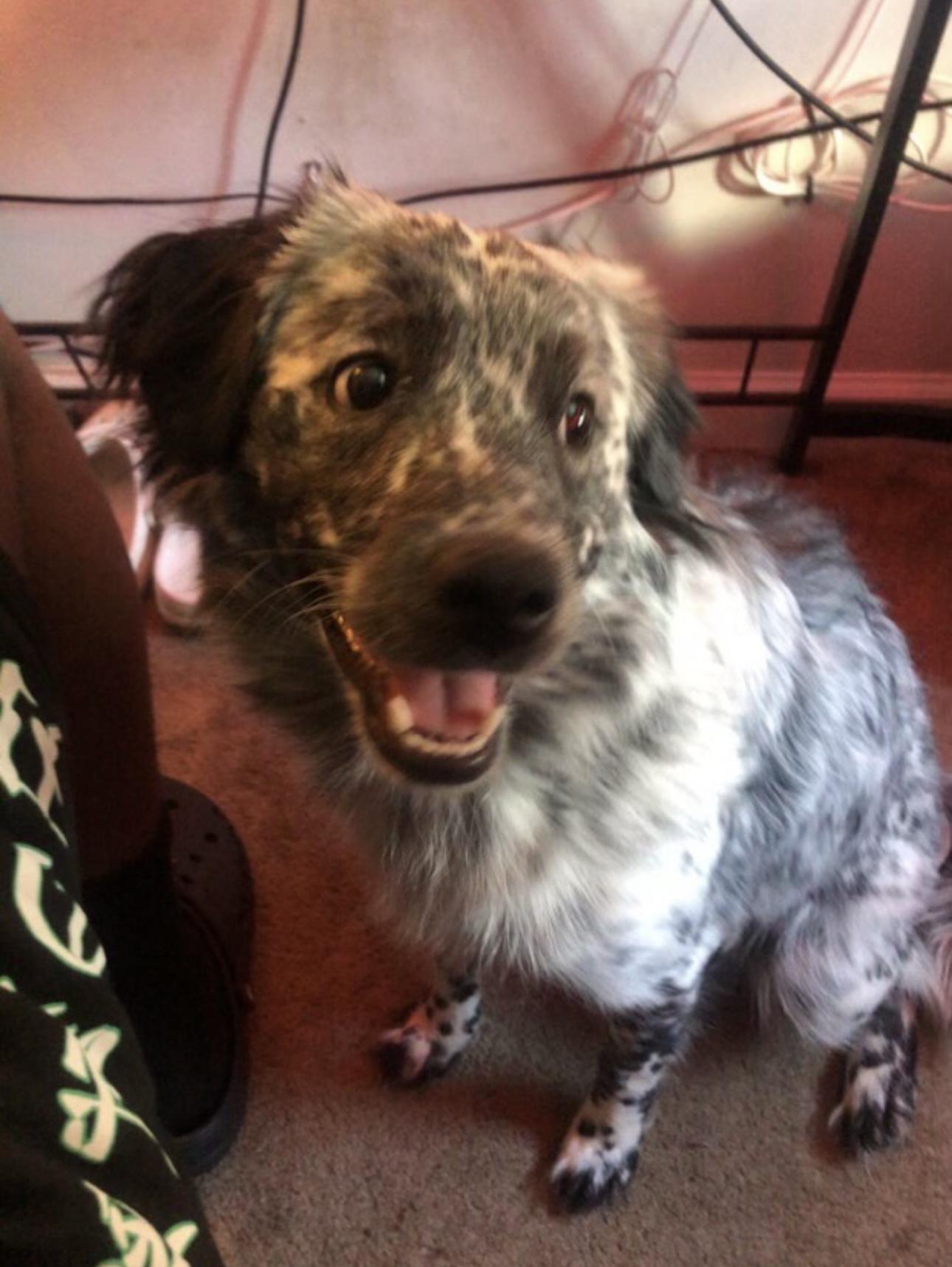 Toudou., Adoptable, Adult Male Australian Shepherd & Australian Cattle Dog / Blue Heeler.