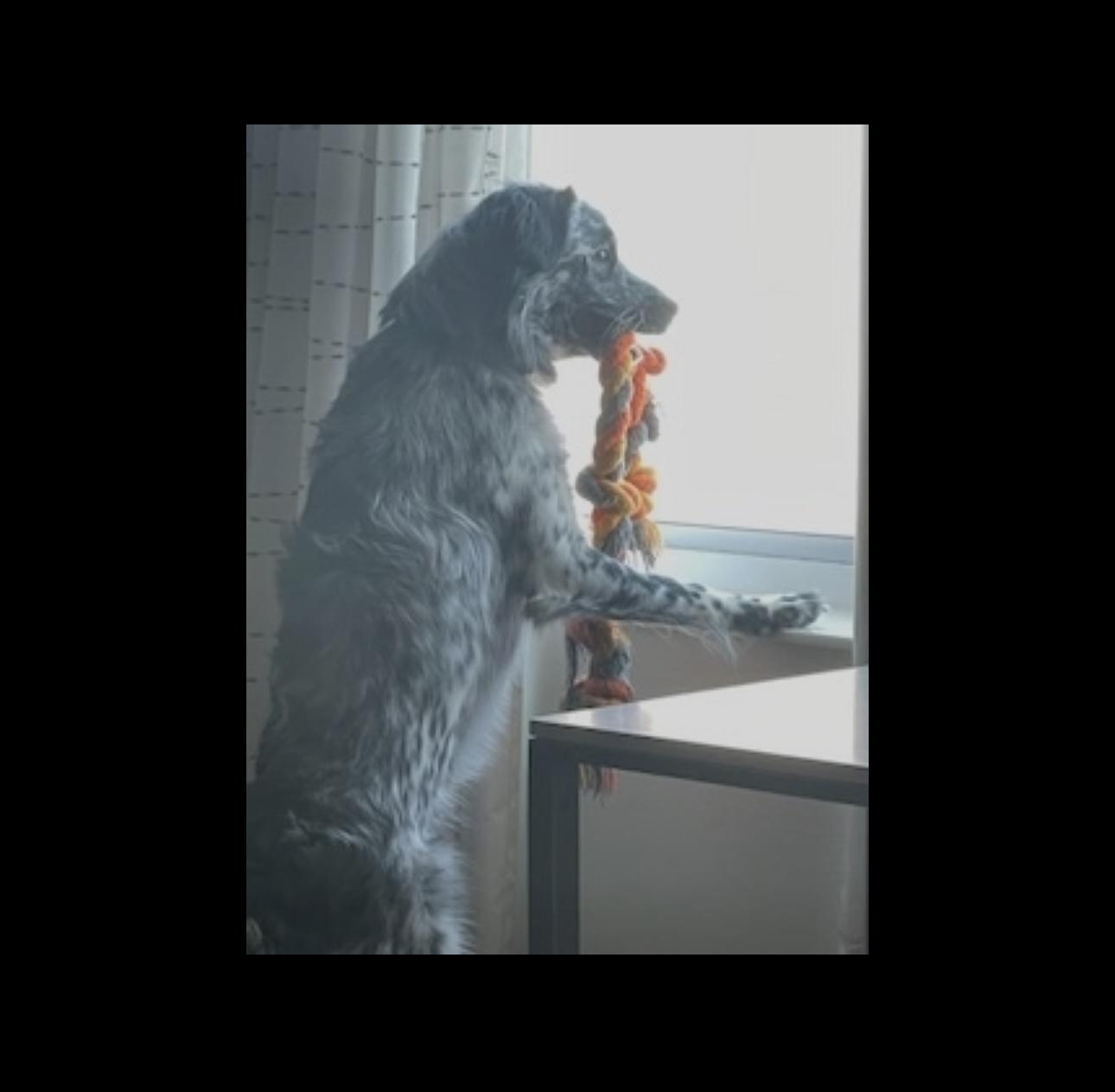 Toudou., a Adoptable mixed breed in Overland Park, KS image 4/5