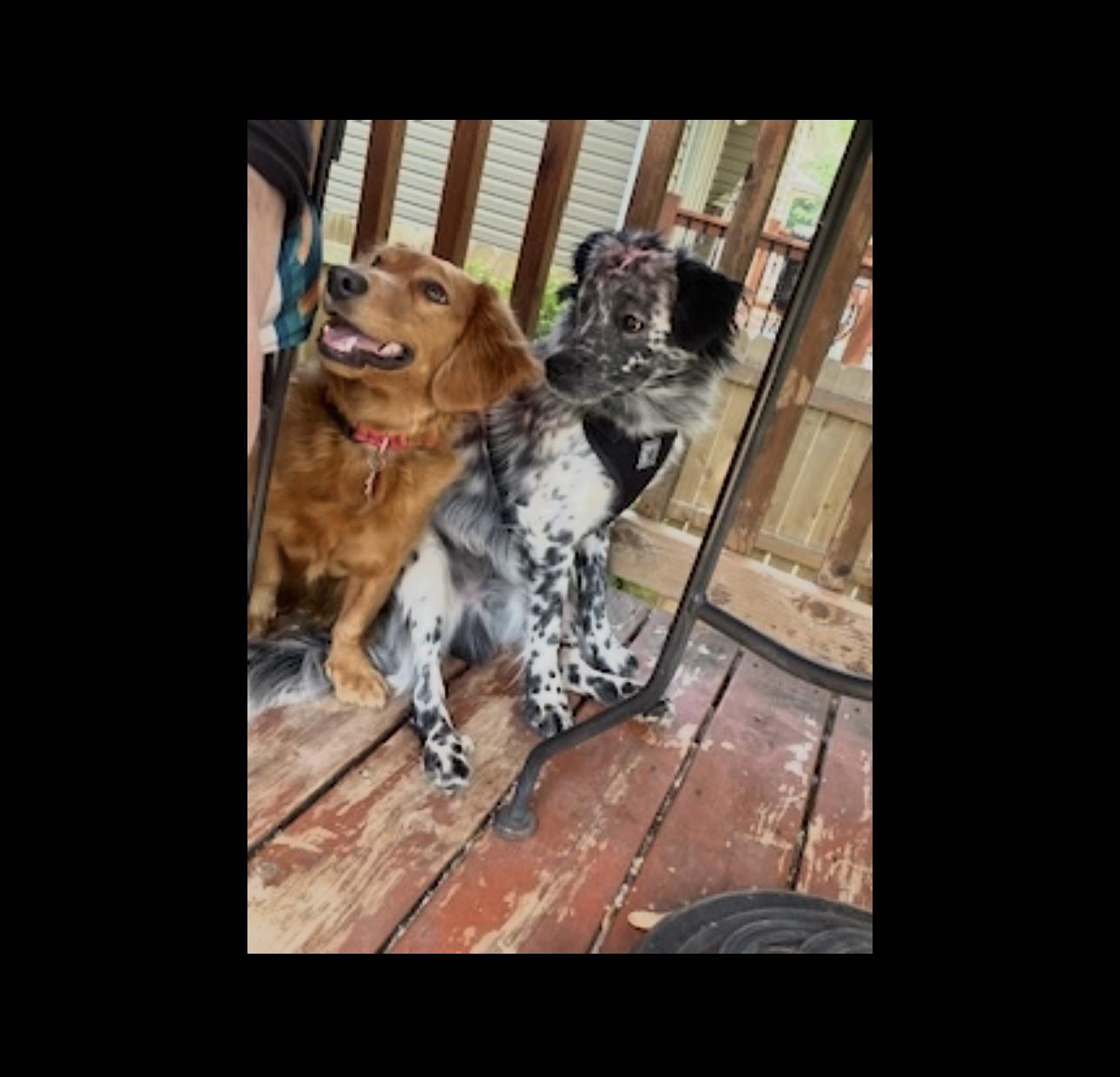 Toudou., a Adoptable mixed breed in Overland Park, KS image 5/5