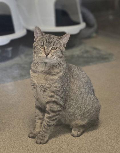 Ponyboy, Adoptable, Young Male Domestic Short Hair.