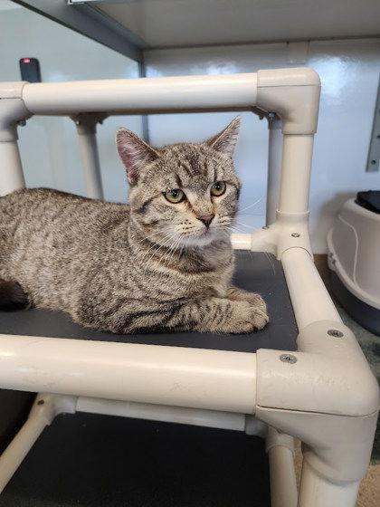 Enlarge Ponyboy, a Adoptable Domestic Short Hair in Oskaloosa, IA image 2/2